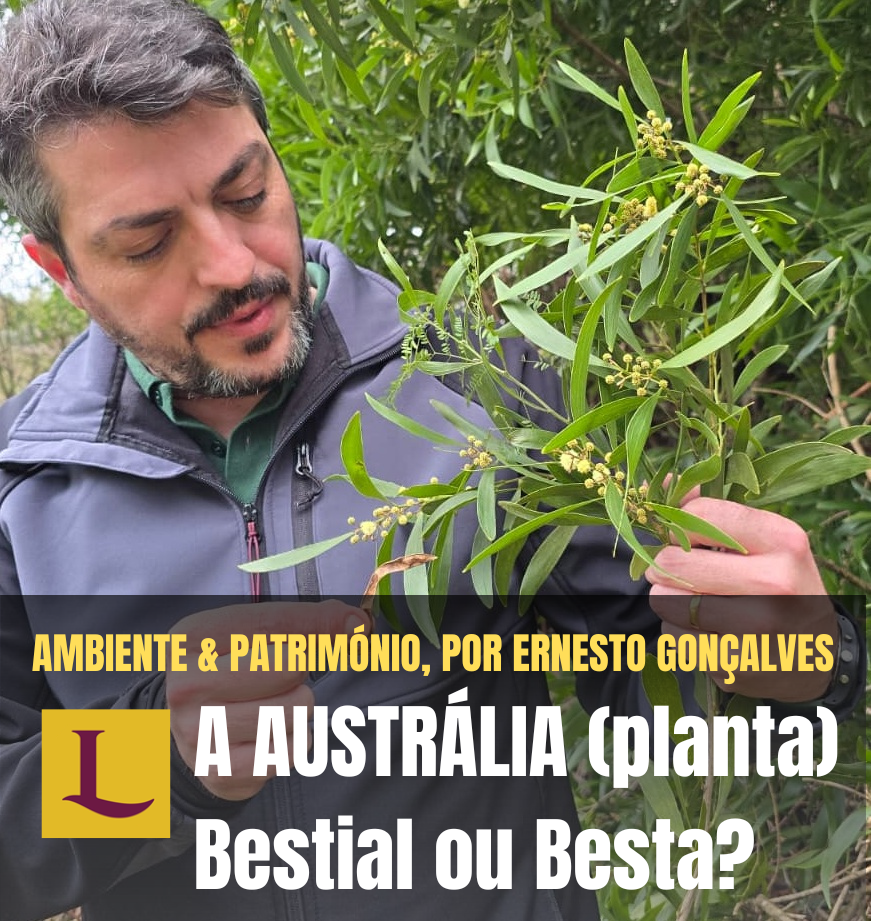 A AUSTRÁLIA (planta) Bestial ou Besta