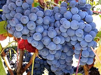 Vindimas 2026: Adega Cooperativa de Lousada já definiu calendário para entrega de uvas